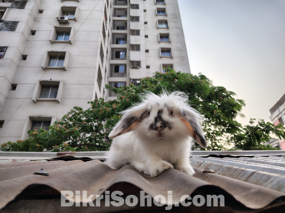 Lion Lop Rabbit